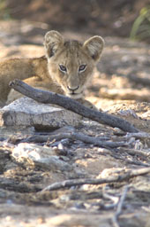 Lion cub